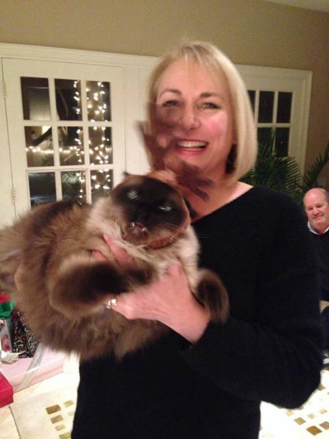 Christmas Pets (21 pics)