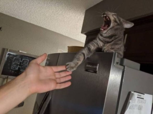 Funny Animals (52 pics)