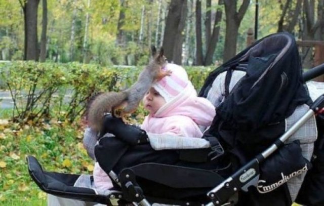 Funny Animals (52 pics)