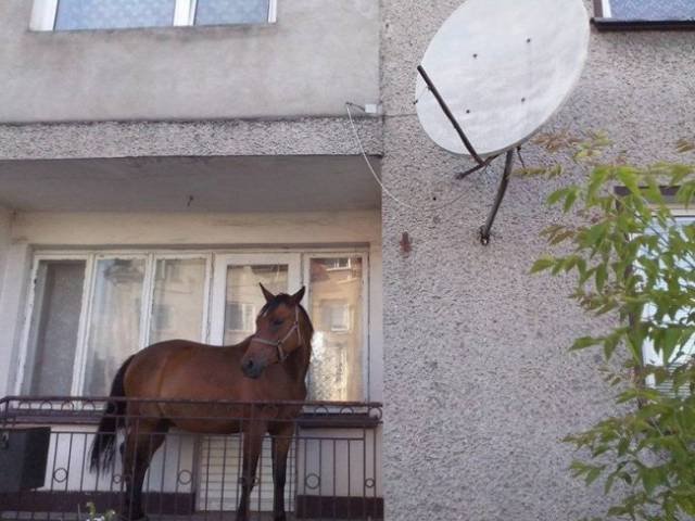 Odd Finds And Situations (29 pics)