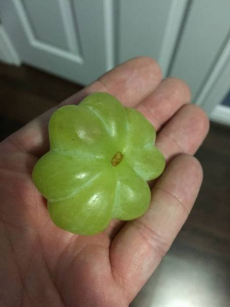 Odd Finds And Situations (29 pics)
