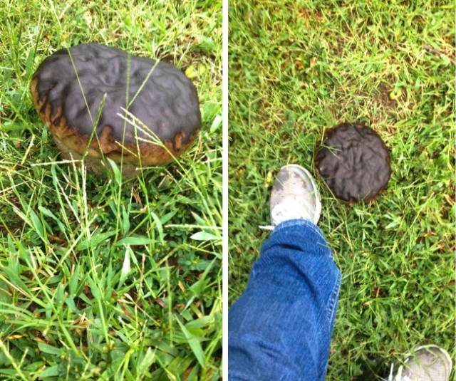 Odd Finds And Situations (29 pics)