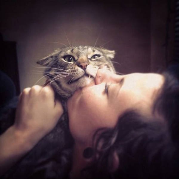 Cute Cats (22 pics)