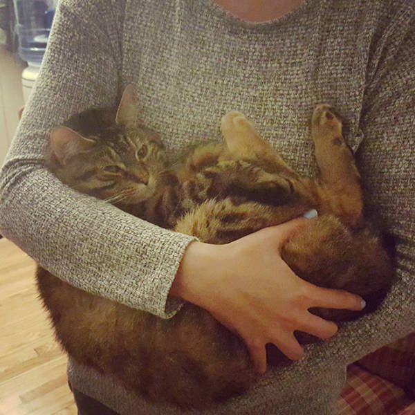 Cute Cats (22 pics)