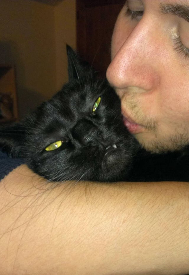 Cute Cats (22 pics)