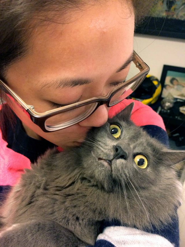 Cute Cats (22 pics)