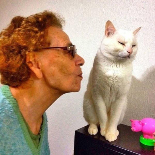 Cute Cats (22 pics)