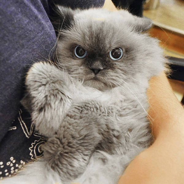 Cute Cats (22 pics)
