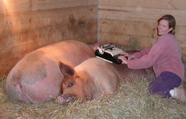What Is Going On Here? (52 pics)