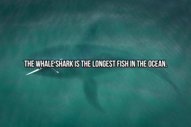 Interesting Facts About Sharks (24 pics)