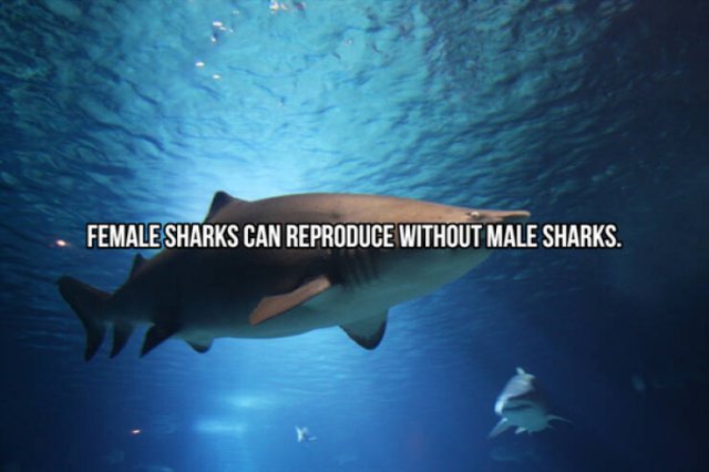 Interesting Facts About Sharks (24 pics)