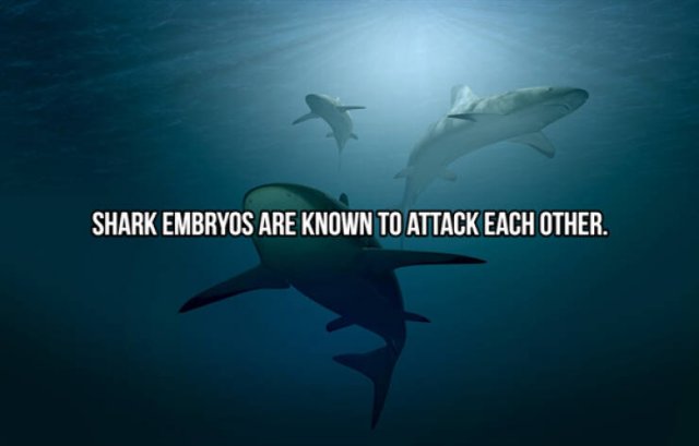 Interesting Facts About Sharks (24 pics)