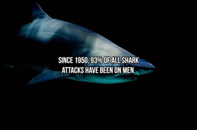 Interesting Facts About Sharks (24 pics)