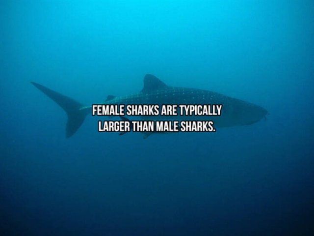 Interesting Facts About Sharks (24 pics)