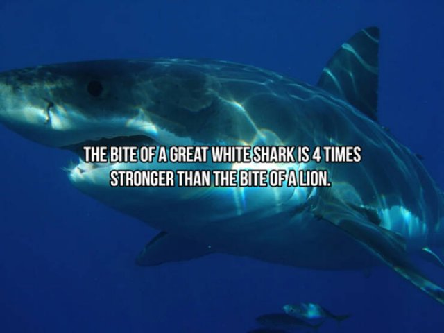 Interesting Facts About Sharks (24 pics)