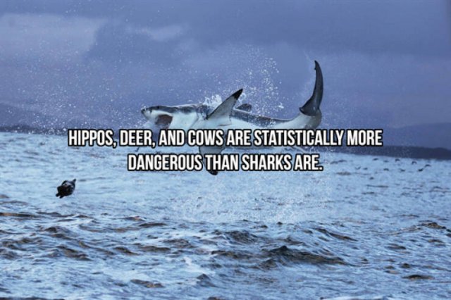 Interesting Facts About Sharks (24 pics)