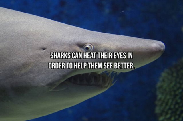 Interesting Facts About Sharks (24 pics)