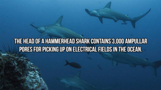 Interesting Facts About Sharks (24 pics)