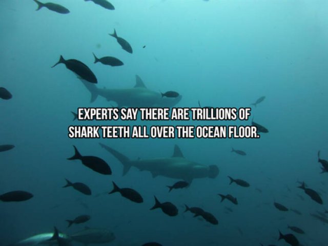 Interesting Facts About Sharks (24 pics)