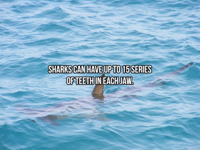 Interesting Facts About Sharks (24 pics)