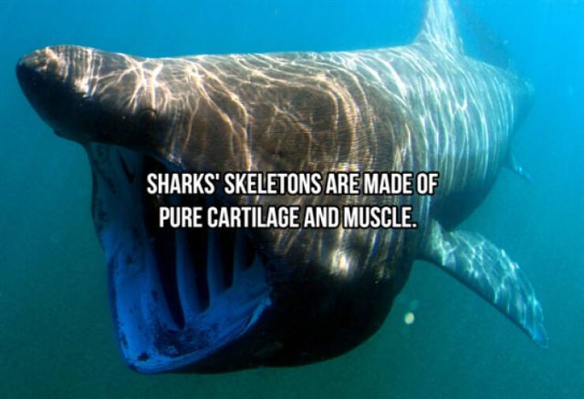 Interesting Facts About Sharks (24 pics)