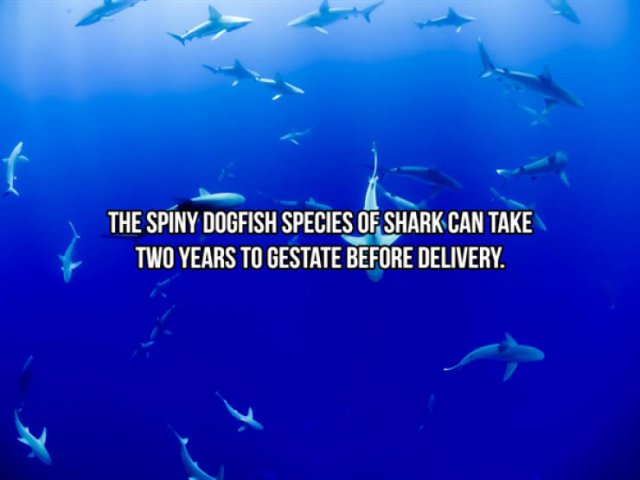 Interesting Facts About Sharks (24 pics)