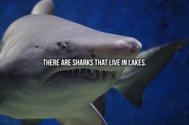 Interesting Facts About Sharks (24 pics)