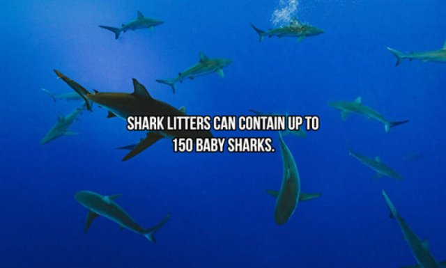 Interesting Facts About Sharks (24 pics)