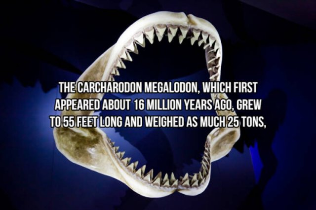 Interesting Facts About Sharks (24 pics)