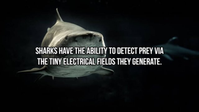 Interesting Facts About Sharks (24 pics)