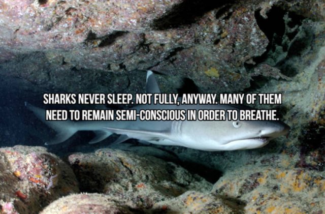 Interesting Facts About Sharks (24 pics)