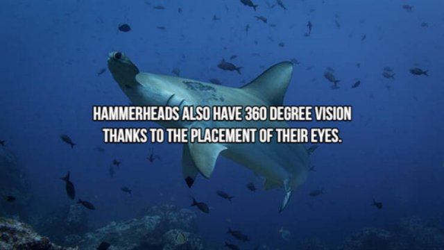 Interesting Facts About Sharks (24 pics)