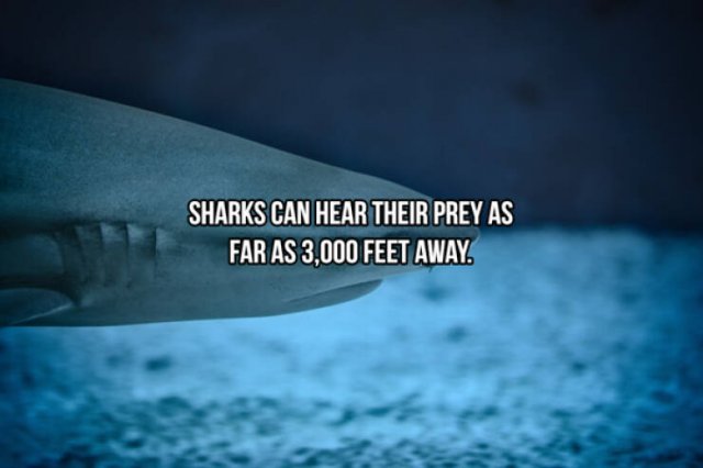 Interesting Facts About Sharks (24 pics)