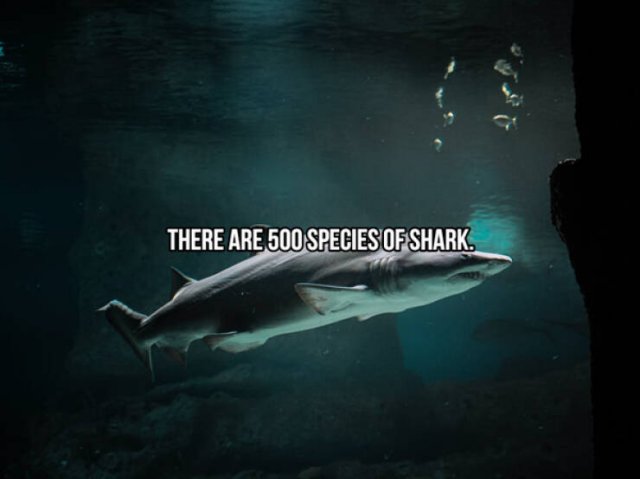 Interesting Facts About Sharks (24 pics)