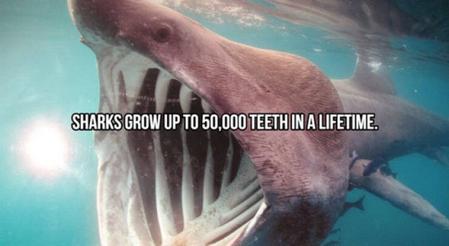 Interesting Facts About Sharks (24 pics)