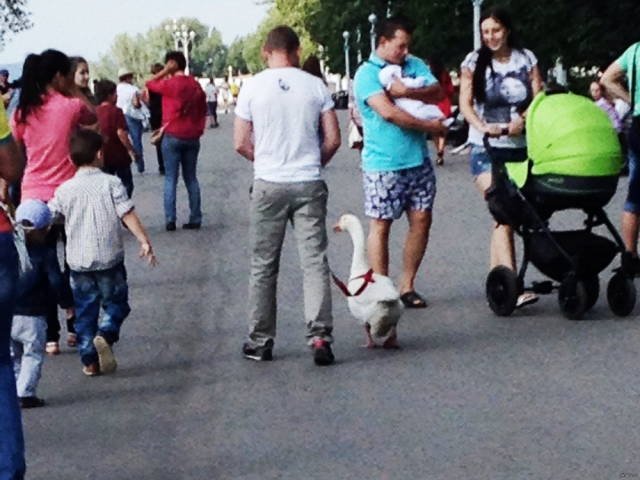 Strange Photos From Russia (41 pics)