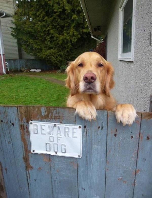 Very Dangerous Dogs (25 pics)