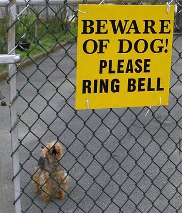 Very Dangerous Dogs (25 pics)