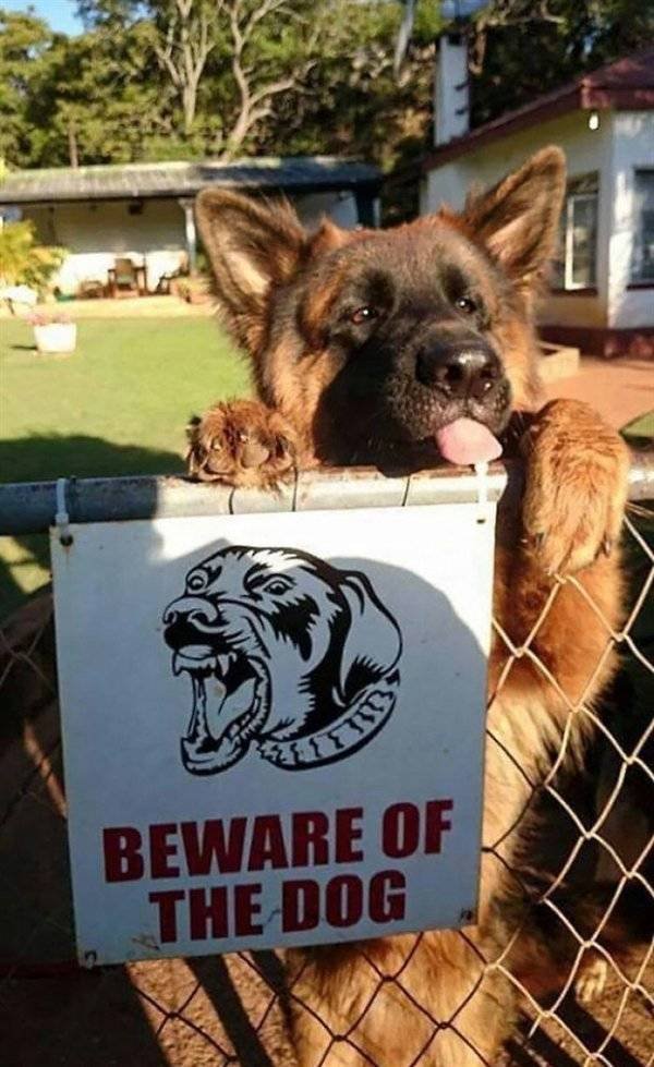 Very Dangerous Dogs (25 pics)