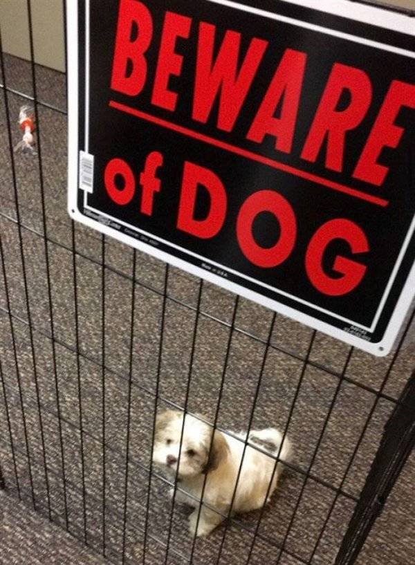 Very Dangerous Dogs (25 pics)