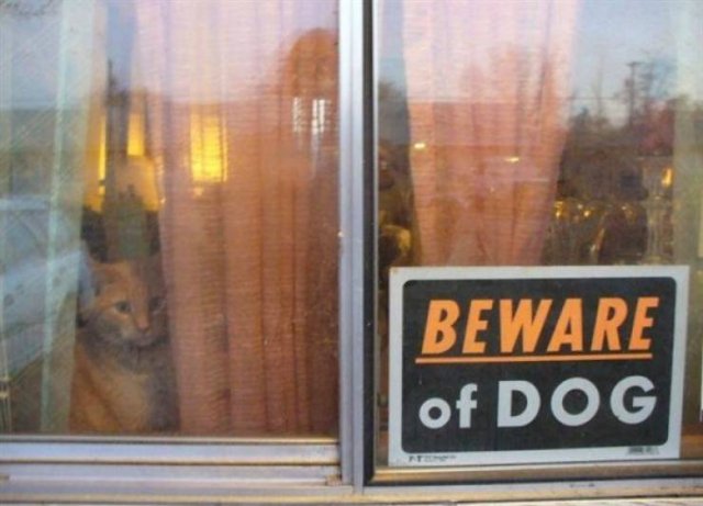 Very Dangerous Dogs (25 pics)