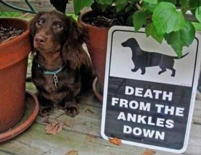 Very Dangerous Dogs (25 pics)