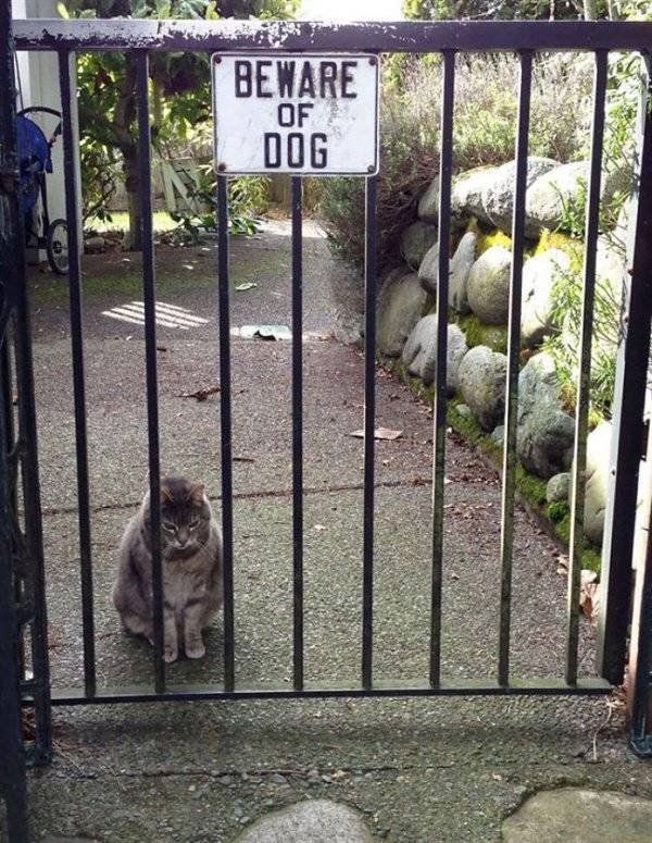 Very Dangerous Dogs (25 pics)