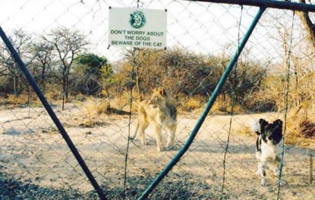 Very Dangerous Dogs (25 pics)