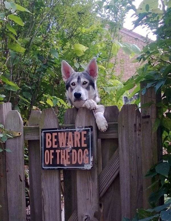 Very Dangerous Dogs (25 pics)
