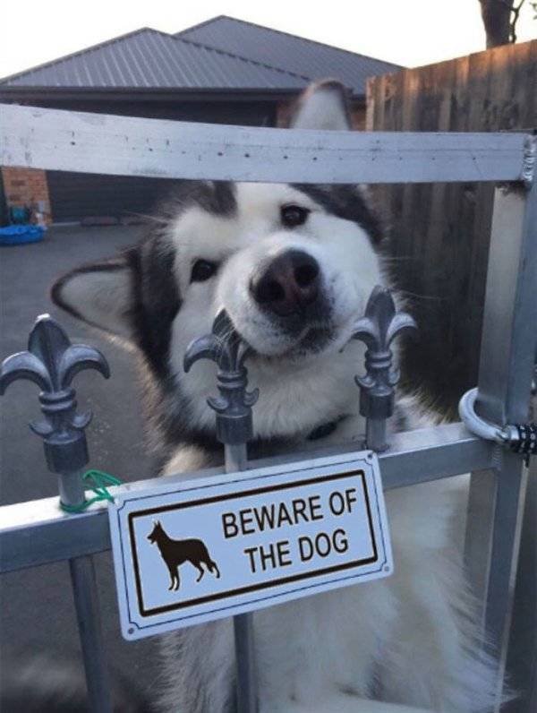 Very Dangerous Dogs (25 pics)