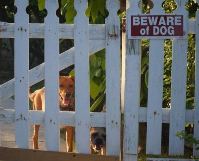 Very Dangerous Dogs (25 pics)