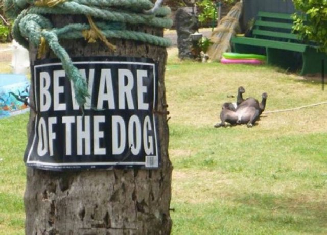 Very Dangerous Dogs (25 pics)