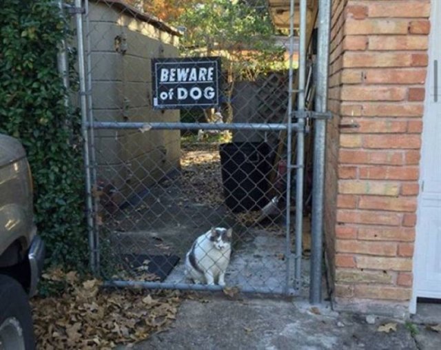 Very Dangerous Dogs (25 pics)