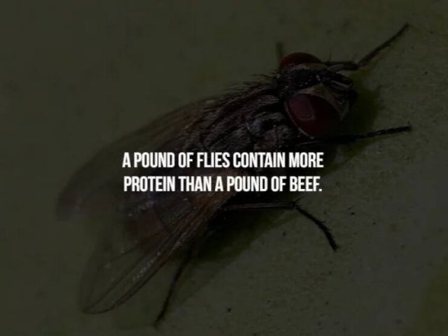 Scary Facts (32 pics)